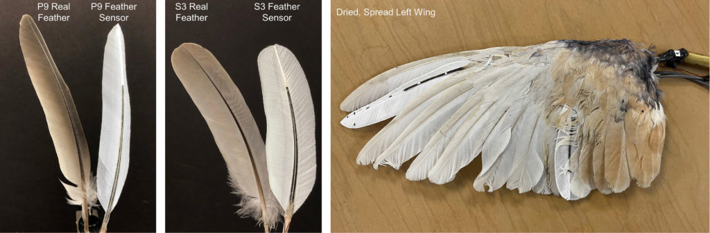 Feather sensor comparison with real feather 